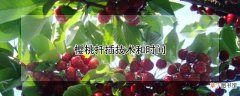 【桃】樱桃扦插技术和时间