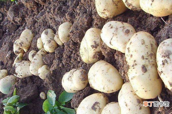 【月份】土豆几月份种植