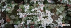 【花】盆栽花叶络石怎么养殖