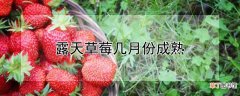 【月份】露天草莓几月份成熟