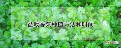 【香】盆栽香菜种植方法和时间