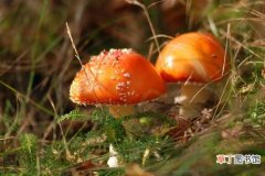 颜色鲜艳或好看的蘑菇有毒？专家提醒不要随便吃