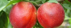 【种植】油桃种植技术与管理