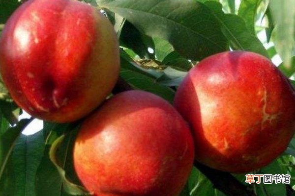 【桃】油桃是怎么培育出来的