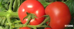 【西红柿】番茄和西红柿有什么区别