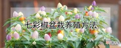 【养殖】七彩椒盆栽养殖方法