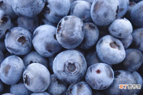 【北方】适合北方种植的蓝莓品种