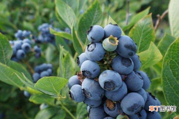 【北方】适合北方种植的蓝莓品种