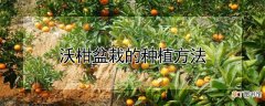 【种植】沃柑盆栽的种植方法