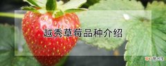 【品种】越秀草莓是什么品种