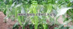 【多】辣椒籽直接放土里种多长时间发芽