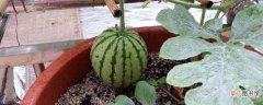 【西瓜】阳台种西瓜种植方法