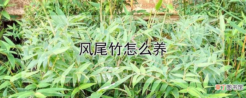 【养殖方法】风尾竹养殖方法