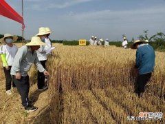 “铜麦6号”刷新全国旱地小麦小面积单产最高纪录
