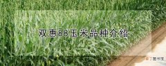 【品种】双惠88玉米是什么品种
