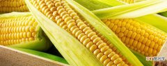 【玉米】北方玉米种植时间和方法