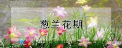 【花】葱兰花期