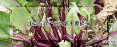 【叶子】红菜苔叶子很大要摘掉吗