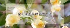 【叶子】金花茶不长叶子的处理方法