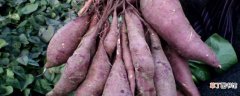 【紫薯】紫薯苗怎么栽