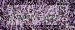 【紫罗兰】紫鸭跖草为什么也叫紫罗兰