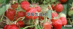 【种植】草莓如何种植
