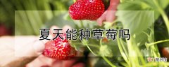 【草莓】夏天能种草莓吗