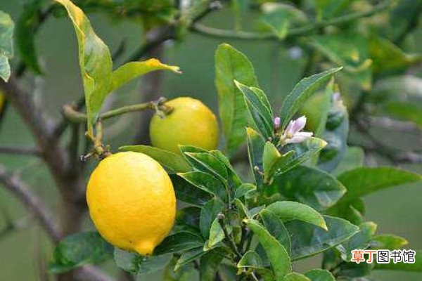 【树】柠檬树掉果是什么原因