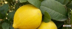【盆栽】柠檬盆栽的养殖方法和注意事项