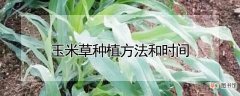 【种植】玉米草种植方法和时间