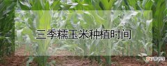 【种植】三季糯玉米种植时间