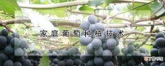 【葡萄】家庭葡萄怎么种植