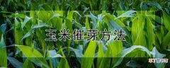 【方法】玉米催芽方法