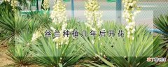 【多】丝兰种植多少年后会开花