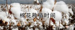 【花】棉花种植时间