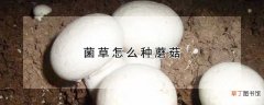 【蘑菇】菌草如何种植蘑菇