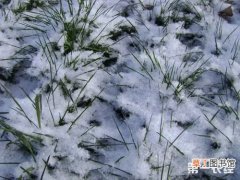 【作用】冬水对小麦有什么作用呢？