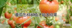 【种植】番茄怎样种植才能多结果