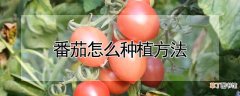【种植】番茄怎么种植方法