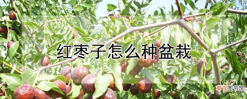 【盆栽】红枣子怎么种盆栽