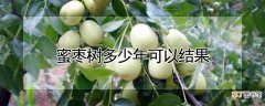 【树】蜜枣树多少年可以结果