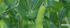【生长】荷兰豆的生长期是多少天