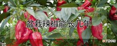 【辣椒】盆栽辣椒能长几年