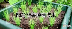 【韭菜】阳台韭菜种植技术
