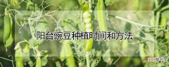 【豌豆】阳台豌豆种植时间和方法