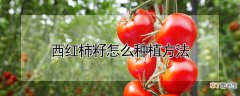【种植】西红柿籽怎么种植方法