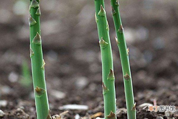 【种植】芦笋根的种植方法和时间