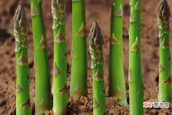 【种植】芦笋根的种植方法和时间