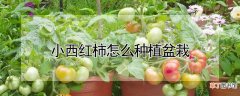 【种植】小西红柿怎么种植盆栽