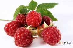 【水果】高发展前景水果---黄金水果“水果之王”树莓